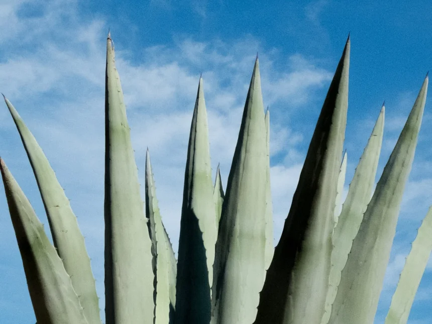 Aloe vera