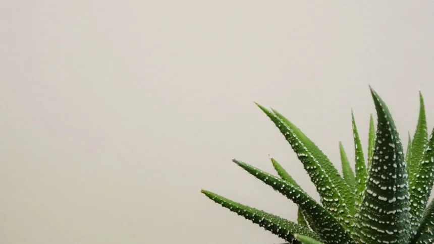 Aloe