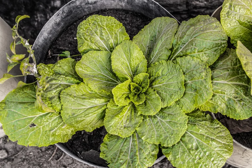 Bok Choy