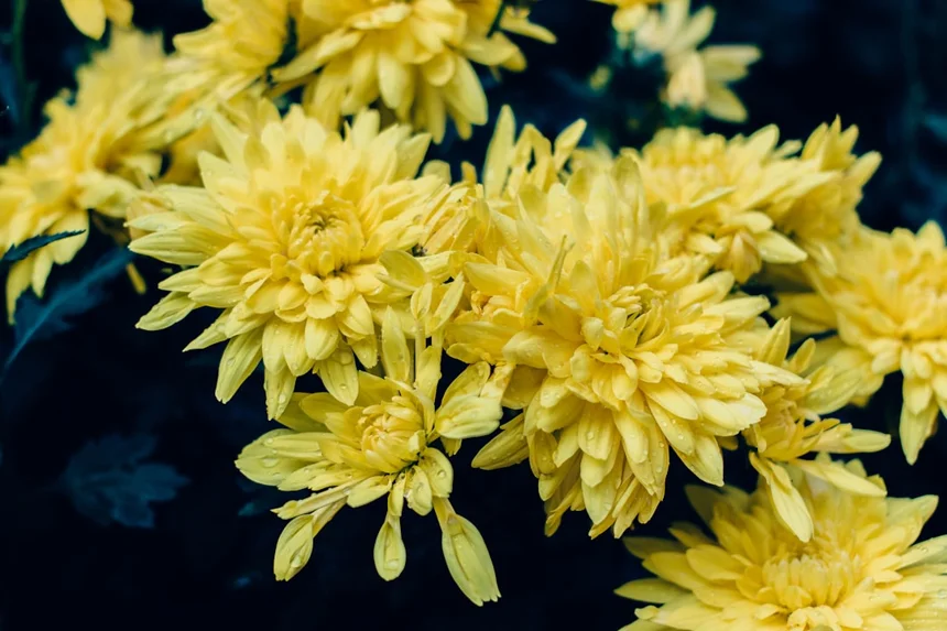 Chrysanthemum