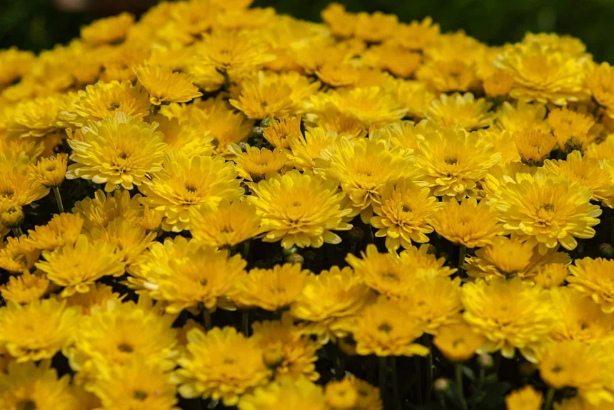 Chrysanthemum