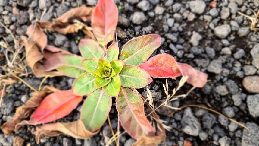 Evening Primrose