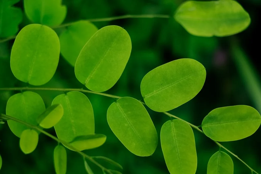 Moringa