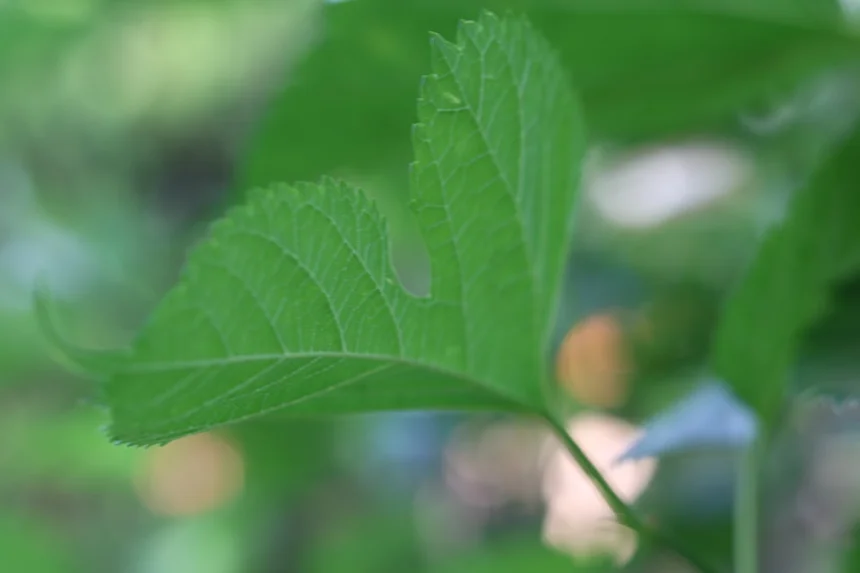 Mulberry leaf