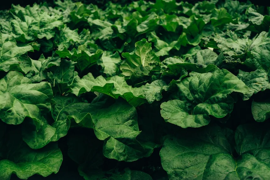 Rhubarb