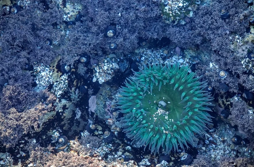 Sea urchin